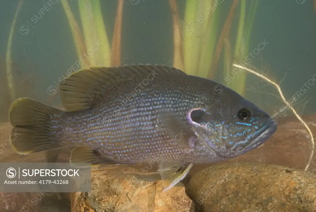 Bluegill Sunfish, Ca