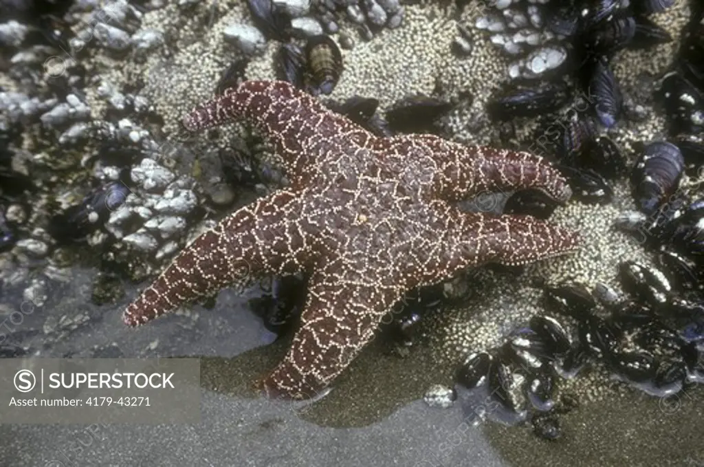 Ochre Sea Stars (Pisaster ochraceus) California - Pacific