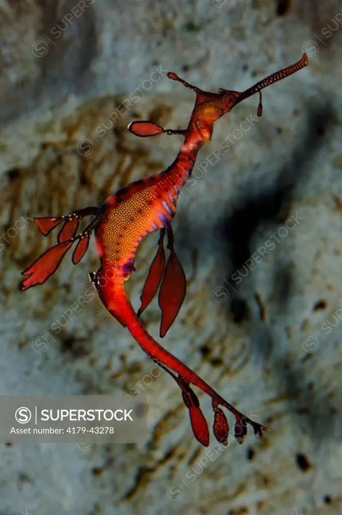 Weedy or Common Seadragon (Phyllopteryx taeniolatus) Drifting/floating in water Aquarium, May, Underwater World, Sunshine Coast, Queensland, Australia Note: Adult