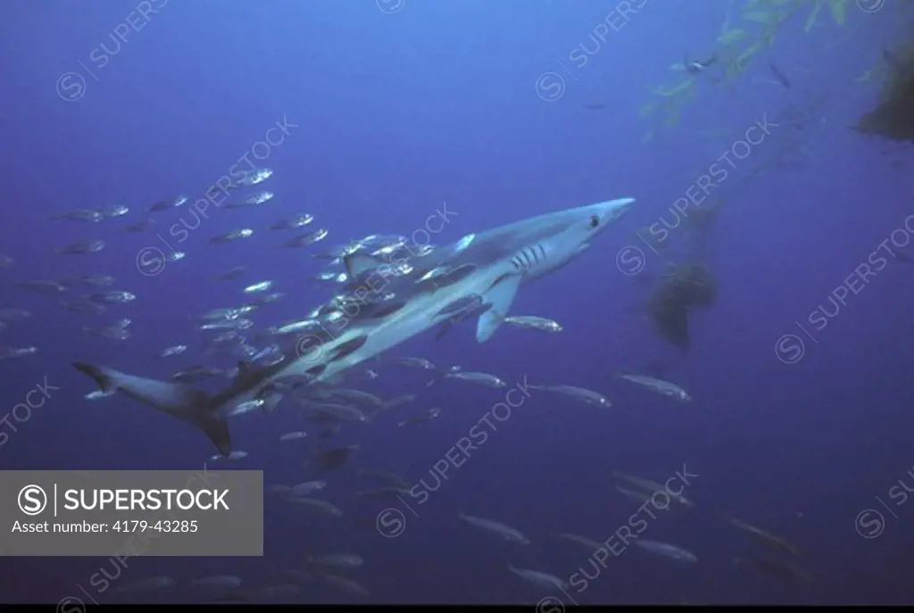 Blue Shark (Prionace glauca) swimming w/ Mackerel San Diego - California