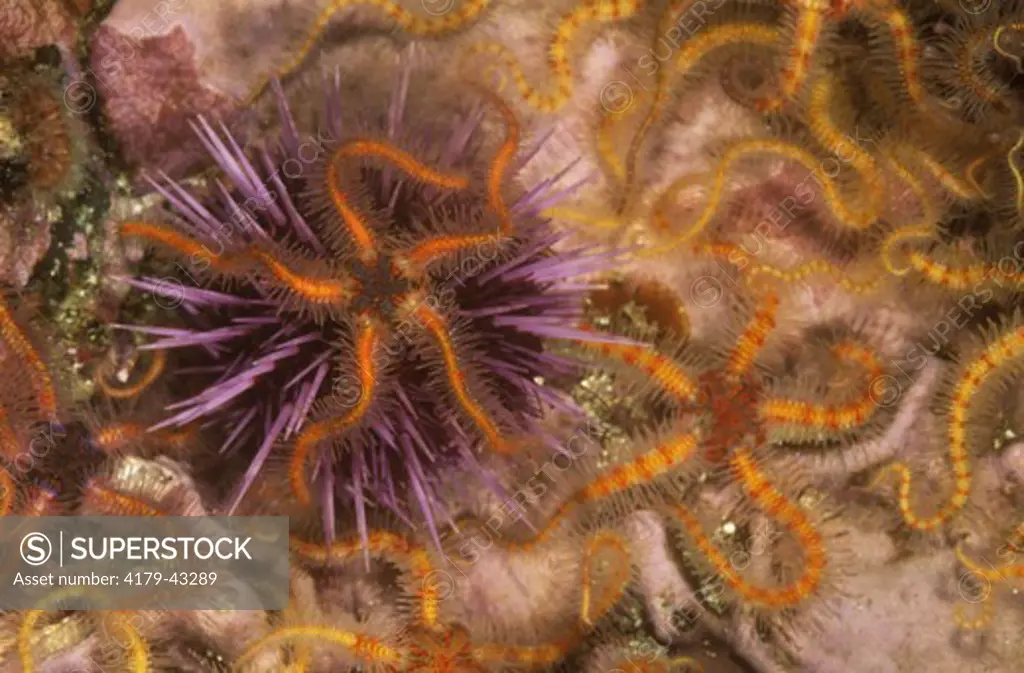 Spiny Brittle Star (Ophlothrix spiculata) Santa Barbara Island, CA California