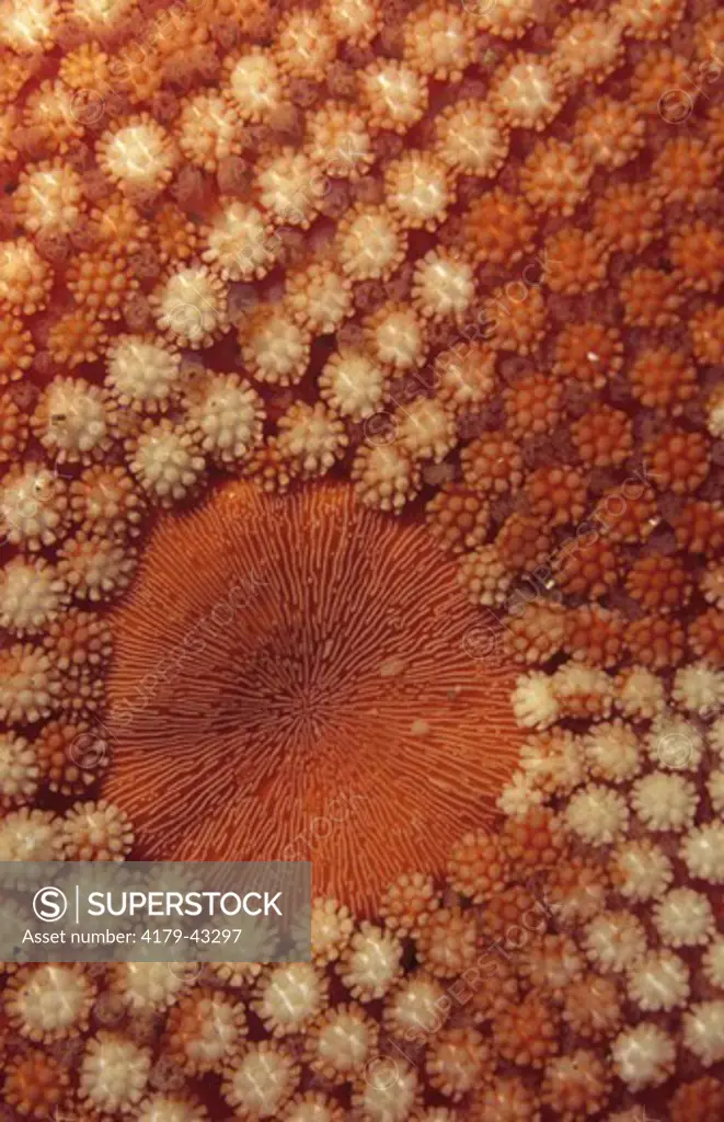 Channeled Sea Star - Detail (Tethyaster canaliculatus) Coronado Islands, Mexico