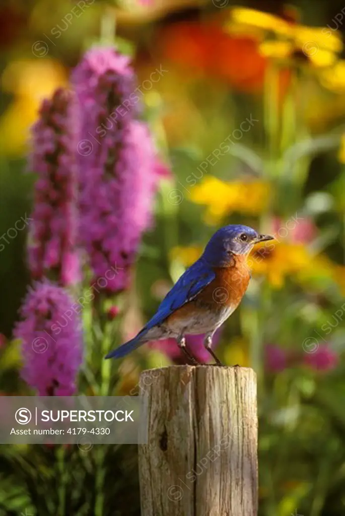 Eastern Bluebird, Male (Sialia sialis) on Post, Marion County, IL
