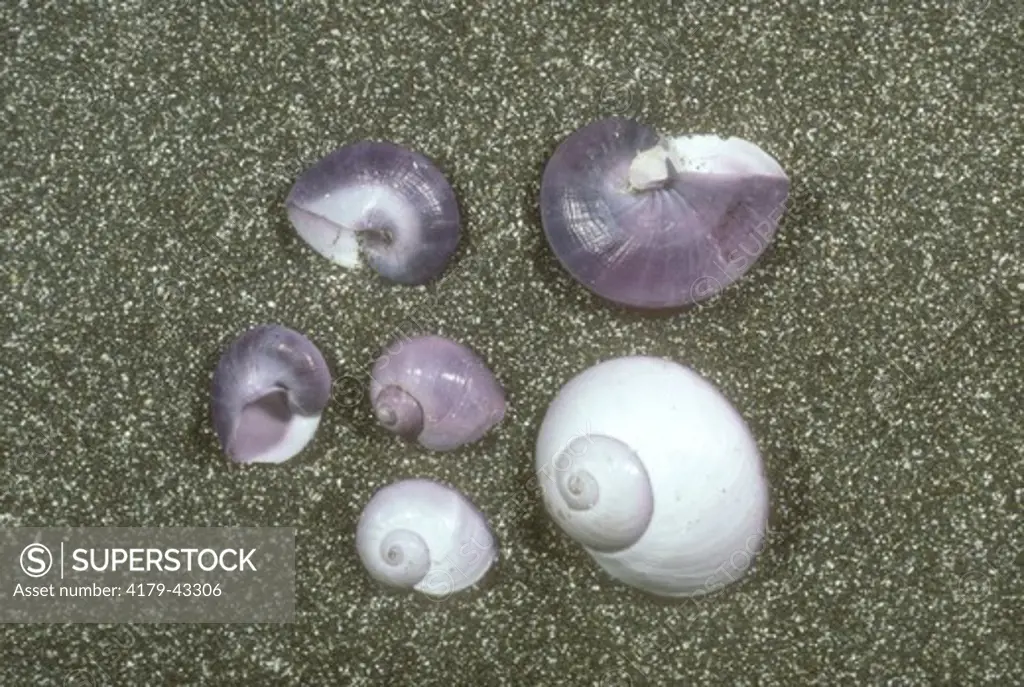 Common Janthina or Purple Shells (Janthina janthina) Somerset, NJ