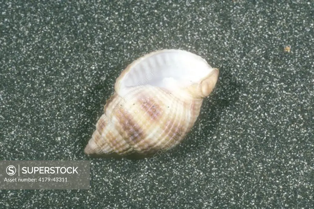 Nutmeg Shell (Cancellaria reticulata) found in Sanibel Is, FL. Somerset, NJ