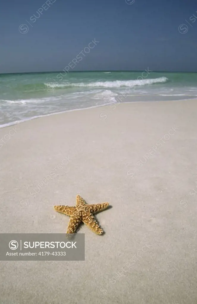 Starfish, Gulf Islands National Seashore, Santa Rosa Island