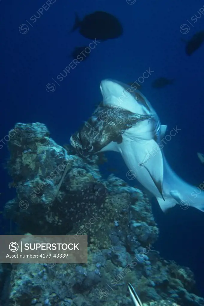 Grey Reef Shark eating grouper (Carcharhinus amblyrhynchos)   Red Sea