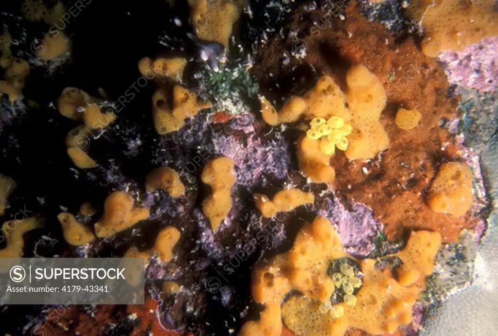 Encrusting Sponge Porifera Guam