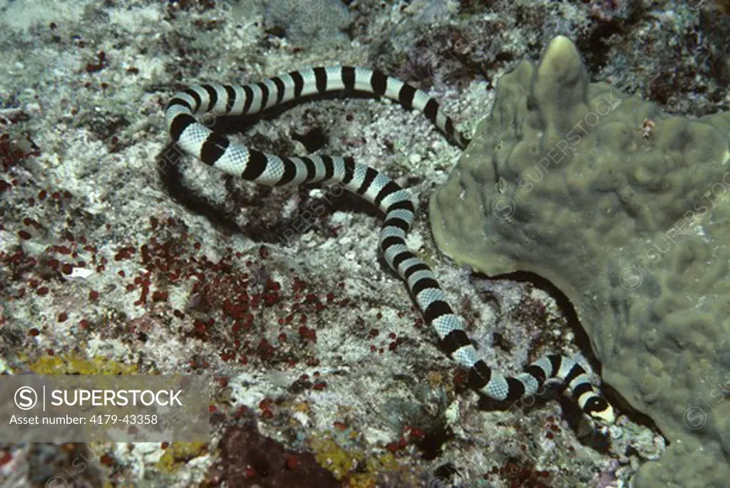 Yellow Lip Sea Snake (Laticauda) Tonga
