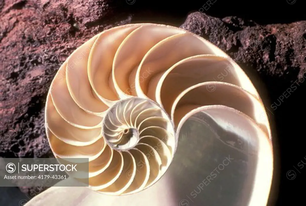Chambered Nautilus cut away, showing inside of chamber (Nautilus macrophalus)