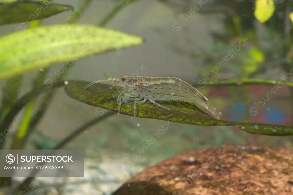Amano Shrimp (Caridina japonica) algae-eating aquarium pet