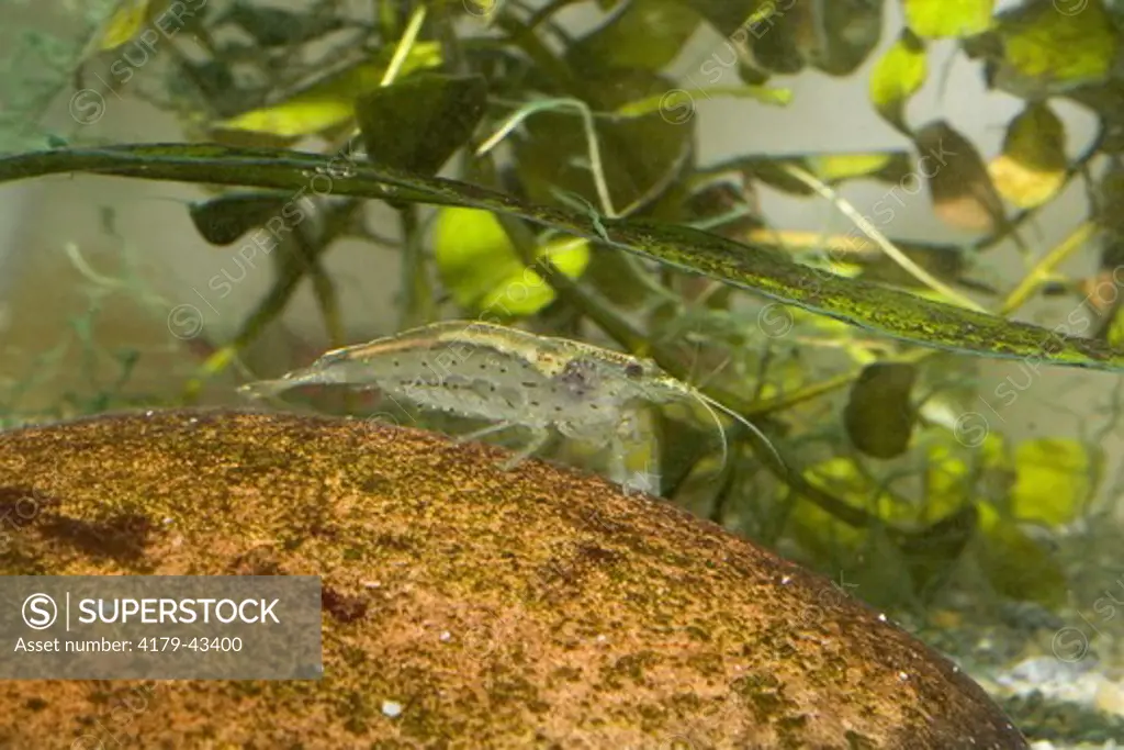 Amano Shrimp or Japanese Algae-Eating Shrimp (Caridina japonica) aquarium pet