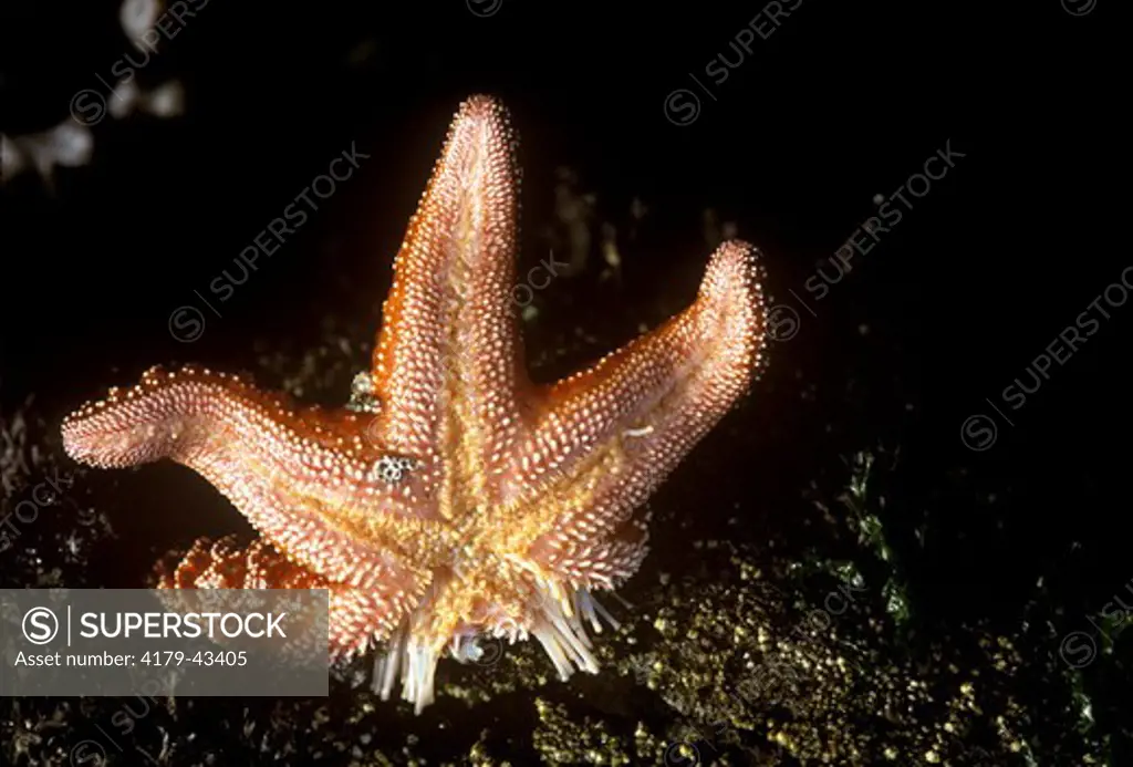 Ochre Sea Star (Pisaster ochraceus) Cape Arago SP (North Cove) Oregon