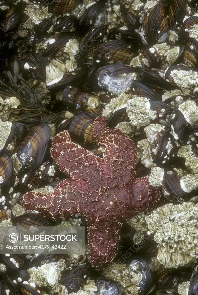 Ochre Sea Star (Pisaster ochraceous) with Prey of Mussels & Barnacles, OR