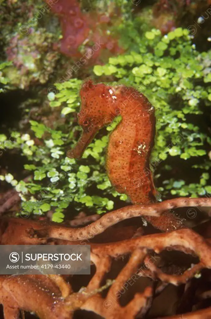 Longsnout Seahorse (orange) (Hippocampus reidi) prefers grassy Areas & shallow Reef
