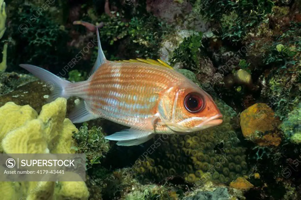 Squirrelfish (Holocentrus adscensionis)  prefers well developed Reefs, Caribbean