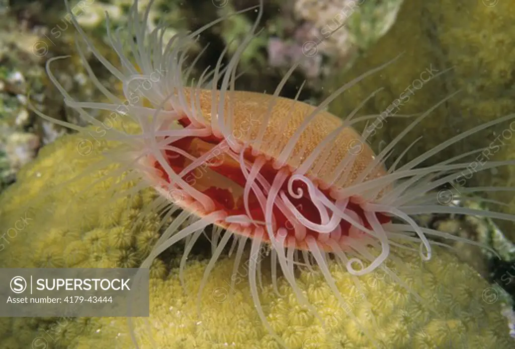 Flaming Scallop/ Rough File Shell (Lima scabra), Mantle & Tentacles, Caribbean