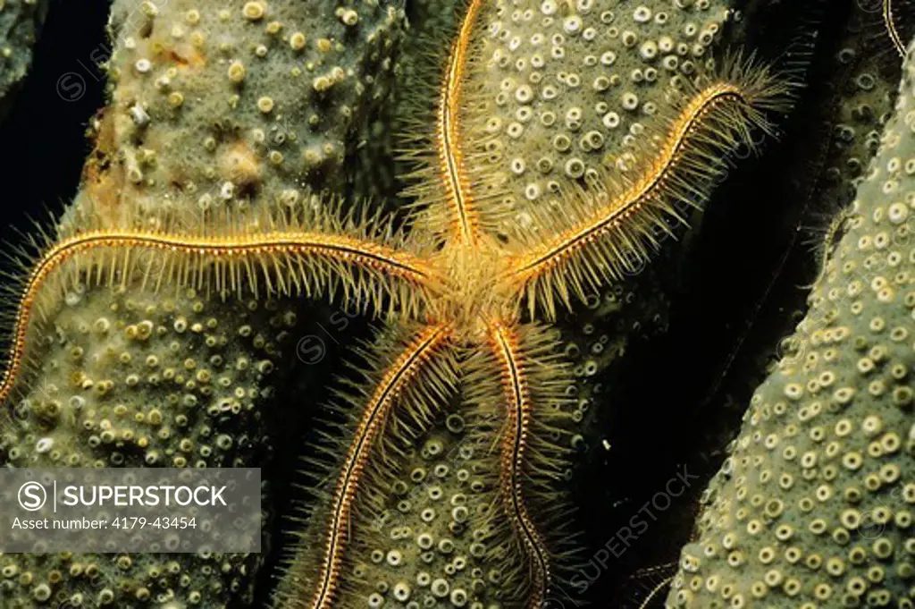 Brittle Star (Ophiothrix suensonii) lives on Sponge to catch Food, Caribbean