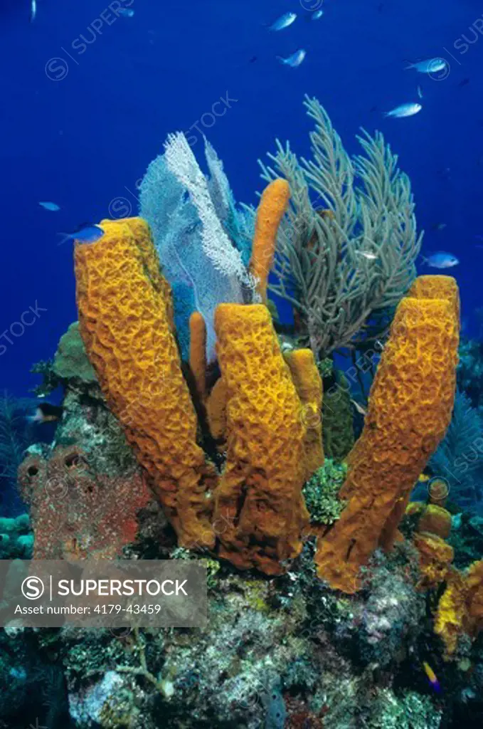 Yellow Tube Sponge (Aplysina Verongia fistularis) & Gorgonian, Caribbean