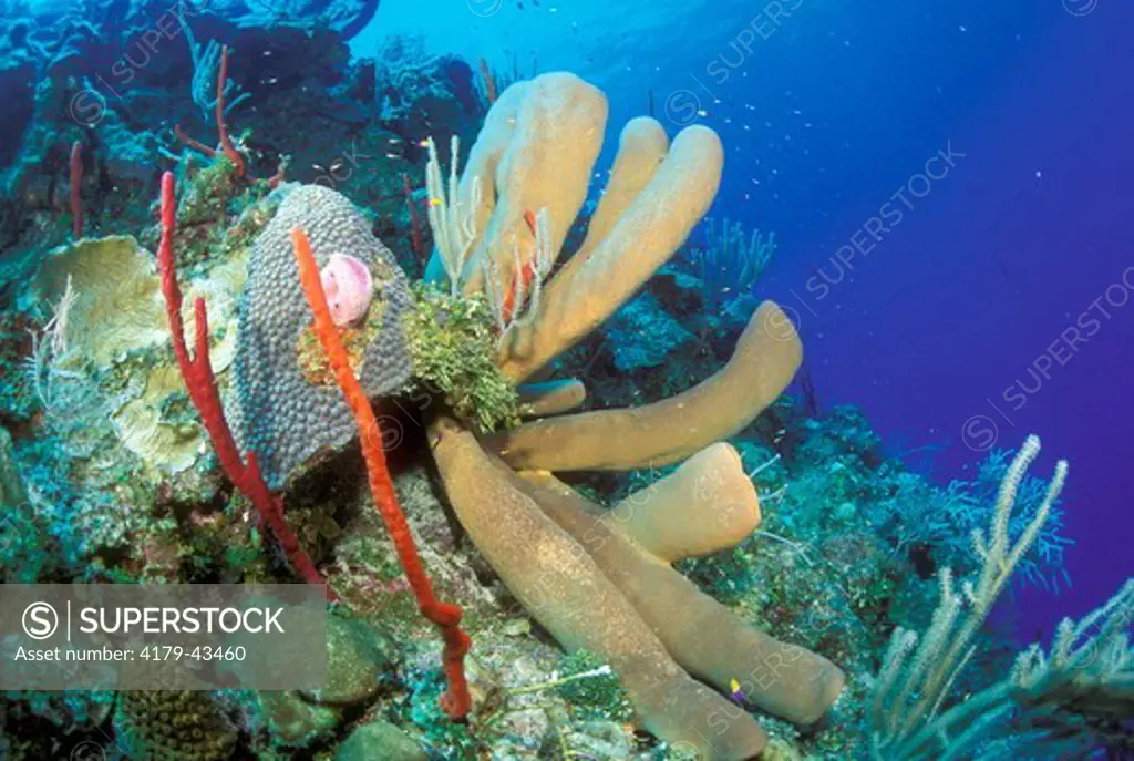 Tube Sponges (Agelas sp.) filter feed @ Reef Drop offs, Caribbean
