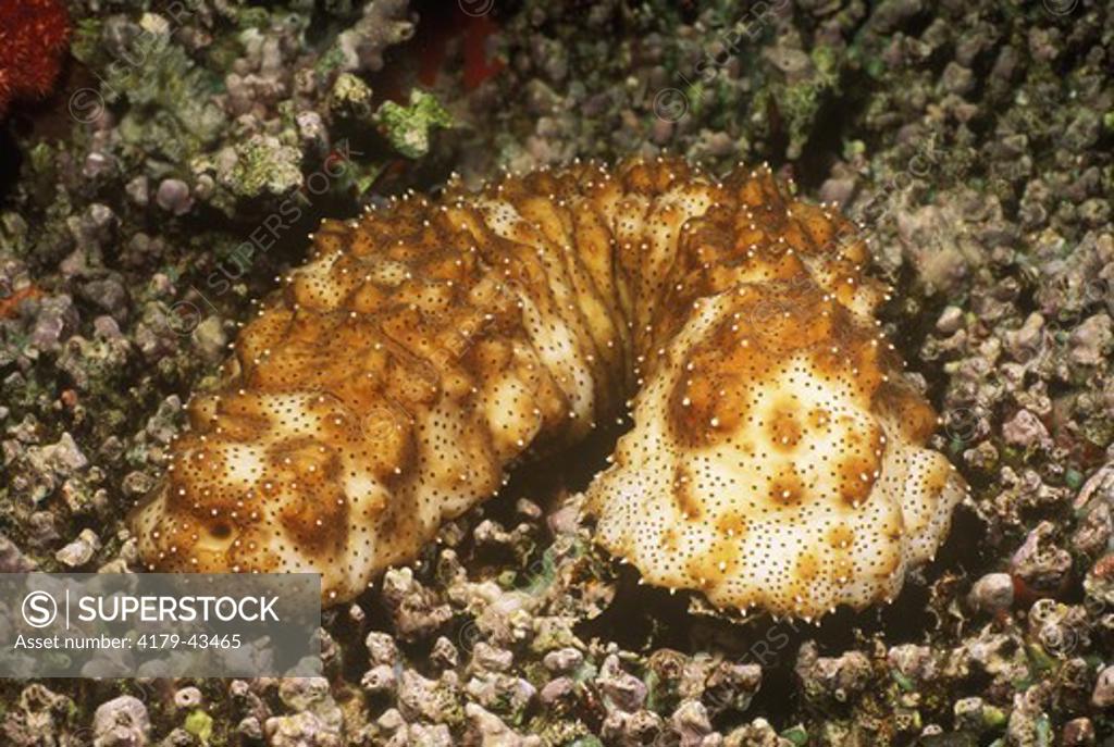 Sea Cucumber (Bohadschia argus) Defense, spews out intestines to ...
