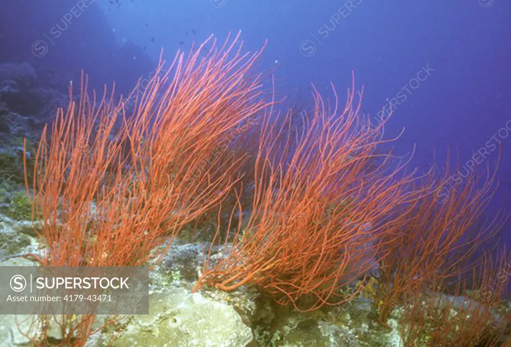 Sea Whips (Ellisella sp.), filter-feeding soft Corals, Indo-Pacific, grow perpendicular to Current