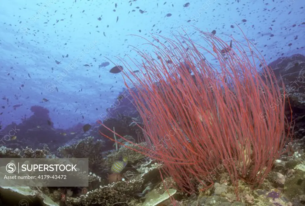 Sea Whips (Ellisella sp.), are soft Corals growing on Reef Drop-off, Indo-Pacific