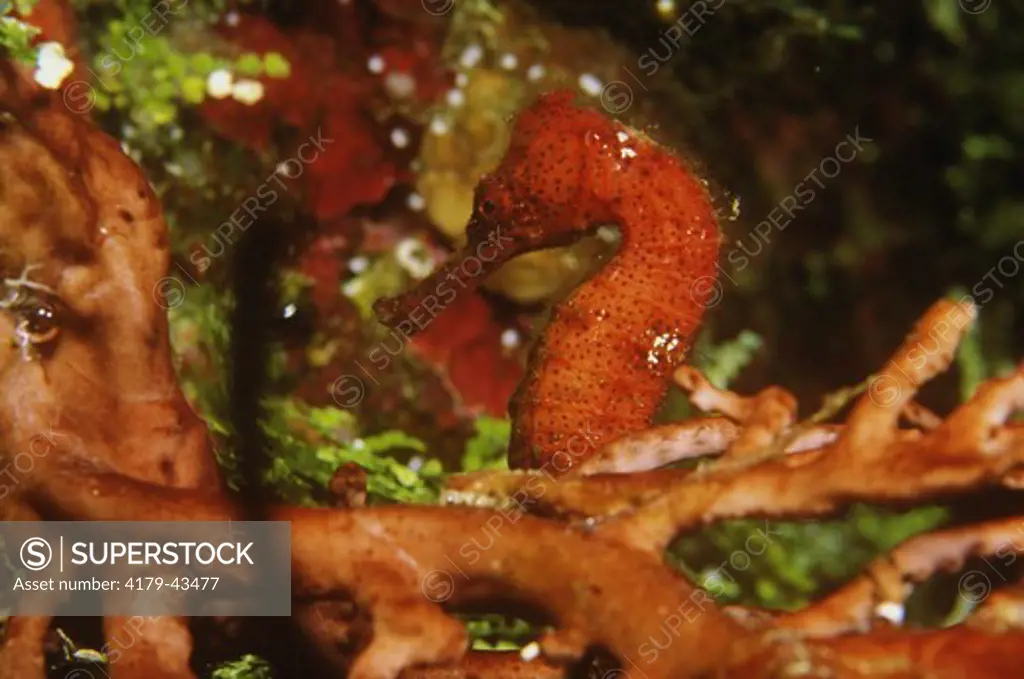 Longsnout Seahorse (Hippocampus reidi), prefers shallow Reefs