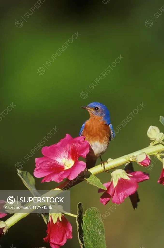 E. Bluebird Male on Hollyhock, Marion Co., IL (Sialia sialis)