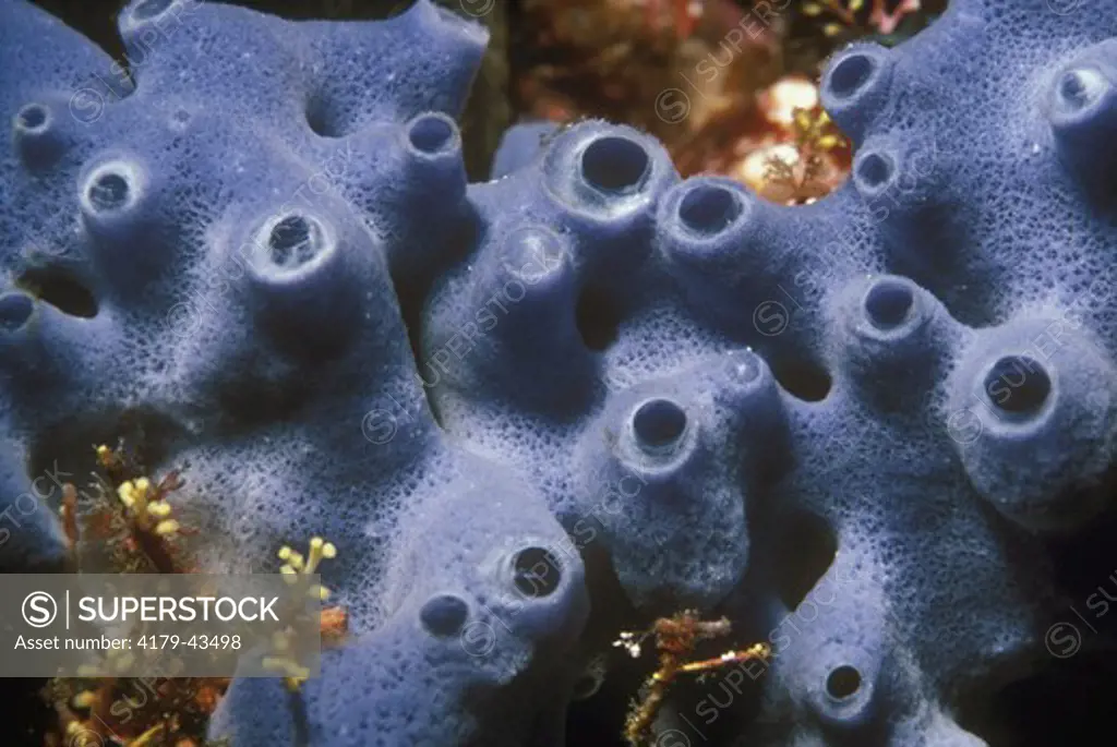 Sponge (Haliclona sp.) Philippines