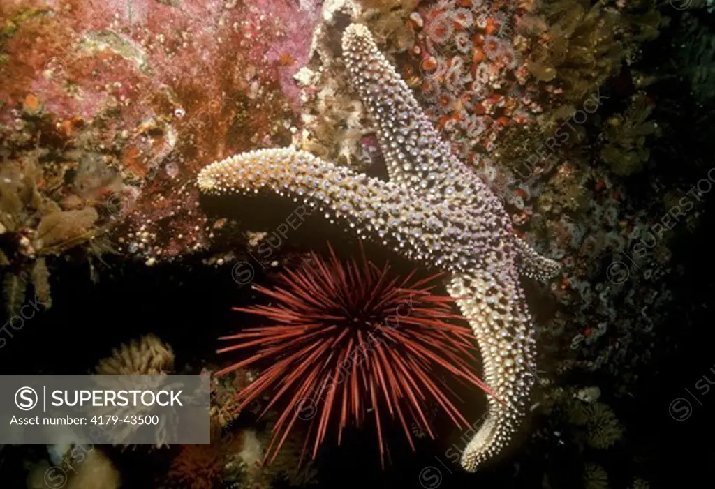 Starfish attacking Urchin (Pisaster giganteus) (Srongolycentrotus) CA