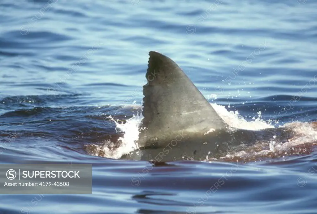 Great White Shark Fin (Carcharodon carcharias) SE Farallon Island, CA