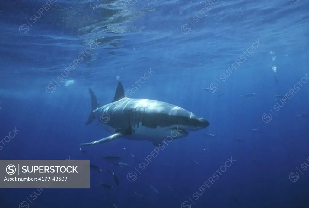 Great White Shark (Carcharodon carcharias) Guadalupe Island, Mexico