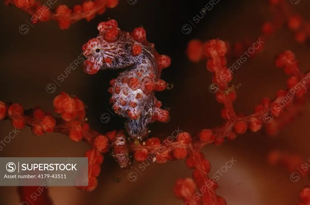 Pygmy Seahorse (Hippocampus bargibanti), N. Sulawesi, Indonesia