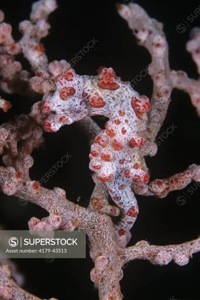 Pygmy Seahorse (Hippocampus bargibanti), N. Sulawesi, Indonesia
