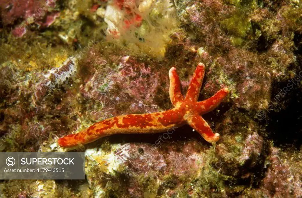 Fragile Starfish, growing Body from one Arm (Linckia columbiae), CA