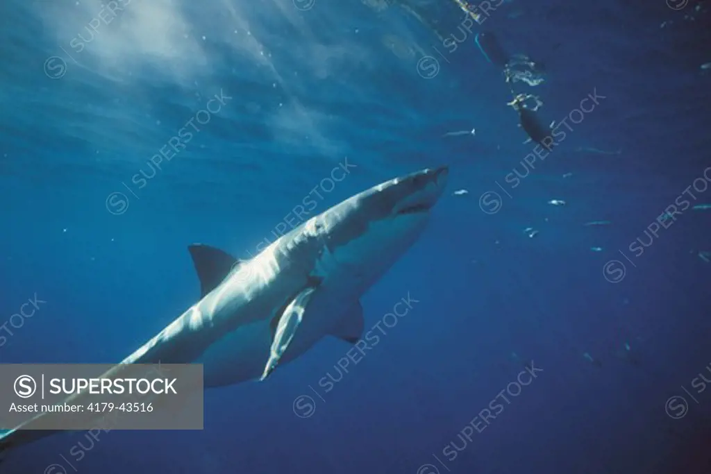 Great White Shark (Carcharodon carcharias), Guadalupe Is., Mexico