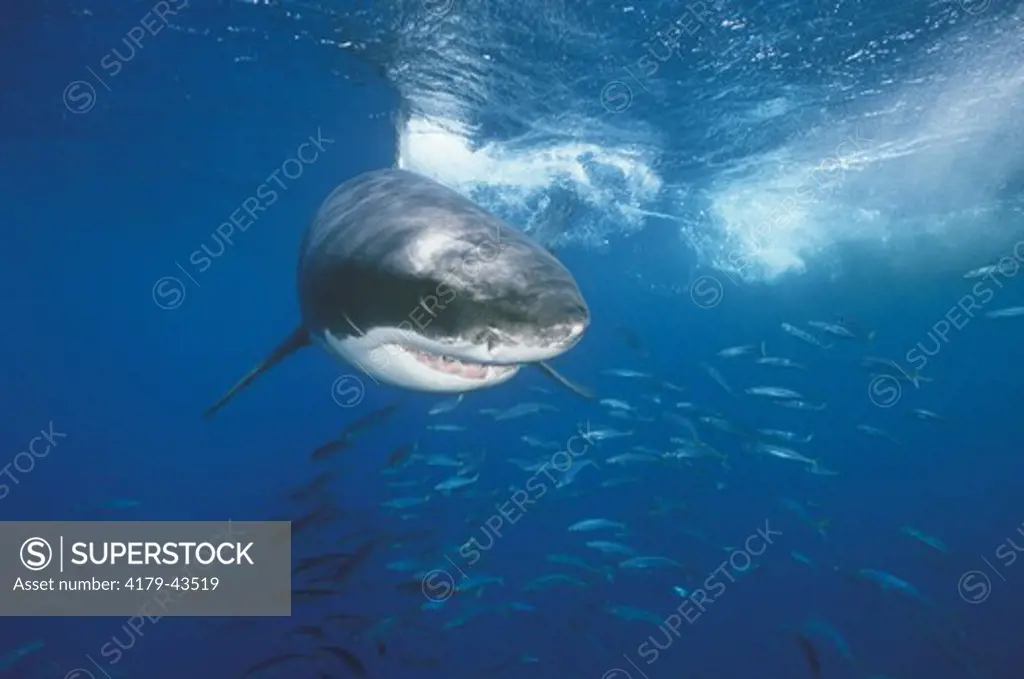 Great White Shark (Carcharodon carcharias), Guadalupe I., Mexico