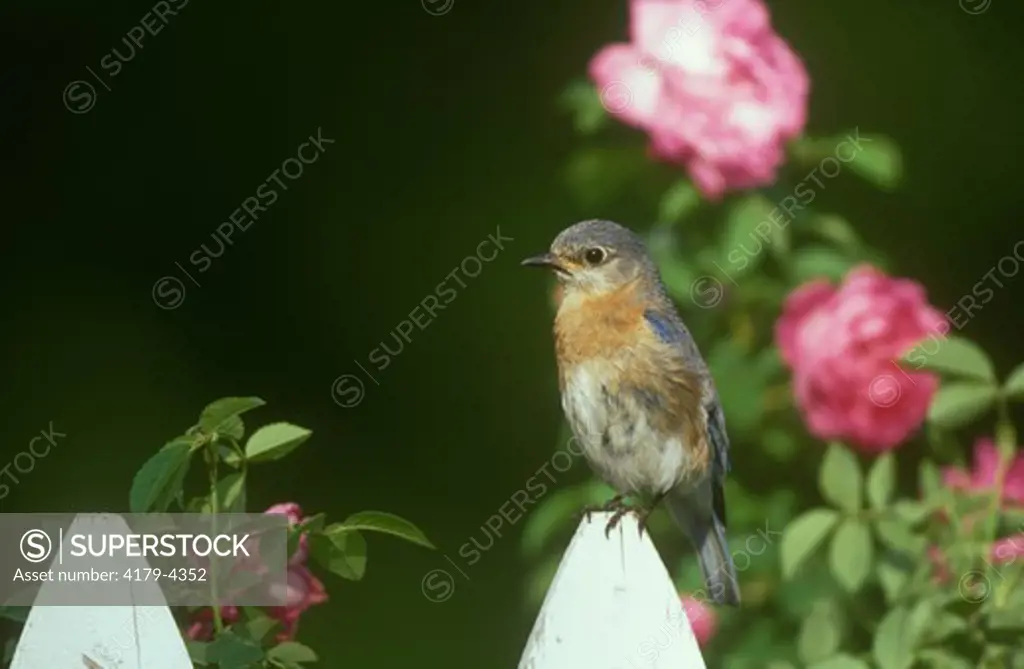 Eastern Bluebird female on Picket Fence w/ Roses (Sialia sialis) Marion Co., Illinois