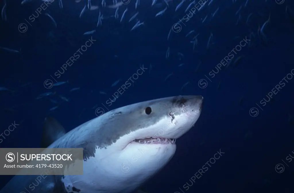 Great White Shark (Carcharodon carcharias) Guadalupe Island, Mexico