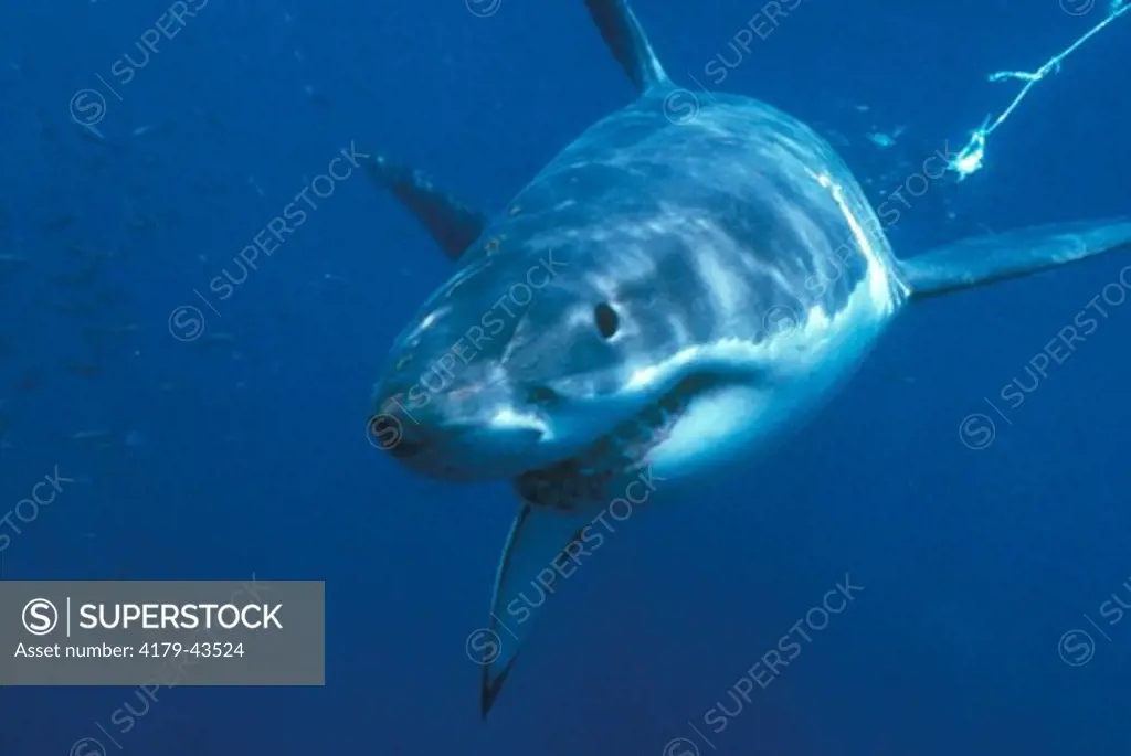 Great White Shark Australia