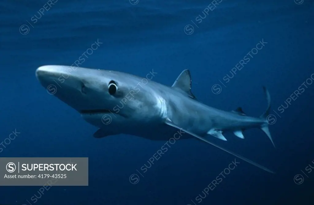 Blue Shark (Prionace glauca) San Diego, California