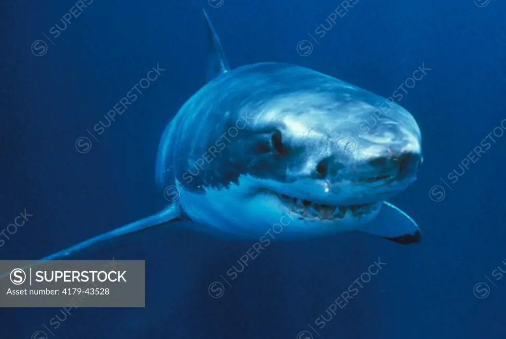Great White Shark, Australia