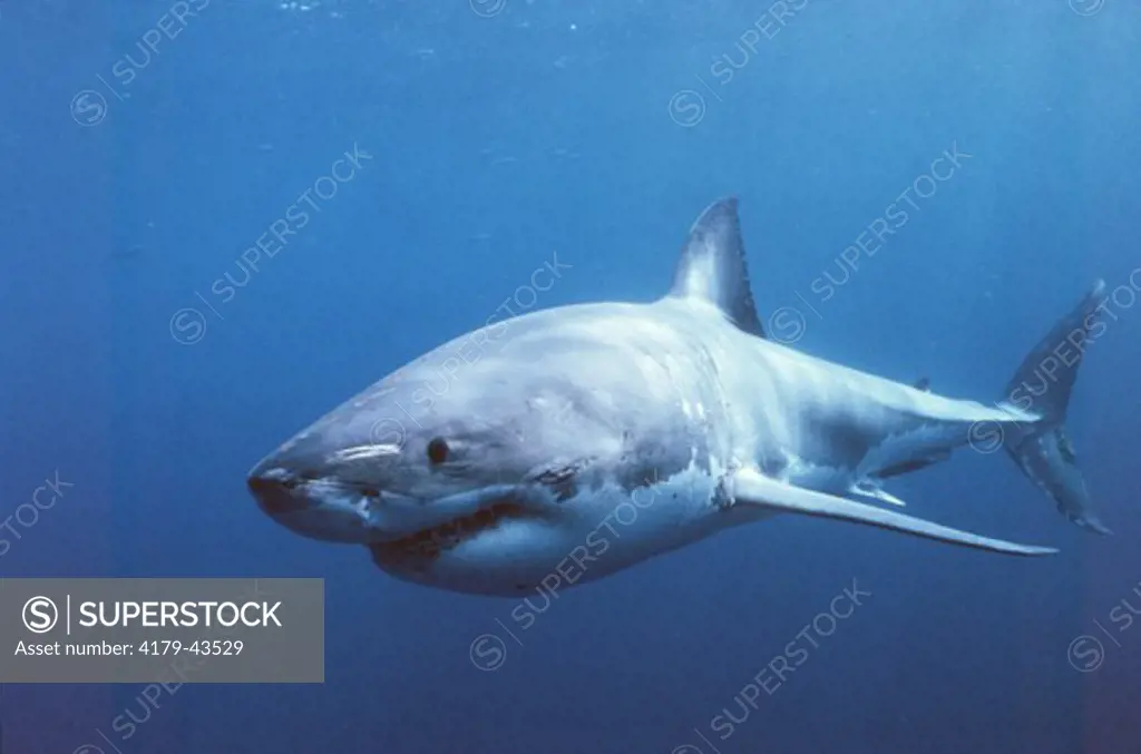 Great White Shark (carchaodon carcharias) Spencer Gulf, Australia