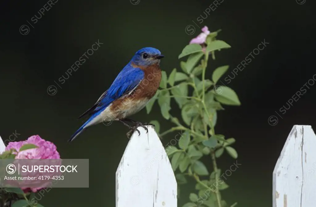 Eastern Bluebird male on Picket Fence w Rose (Sialia sialis) Marion Co., Illinois