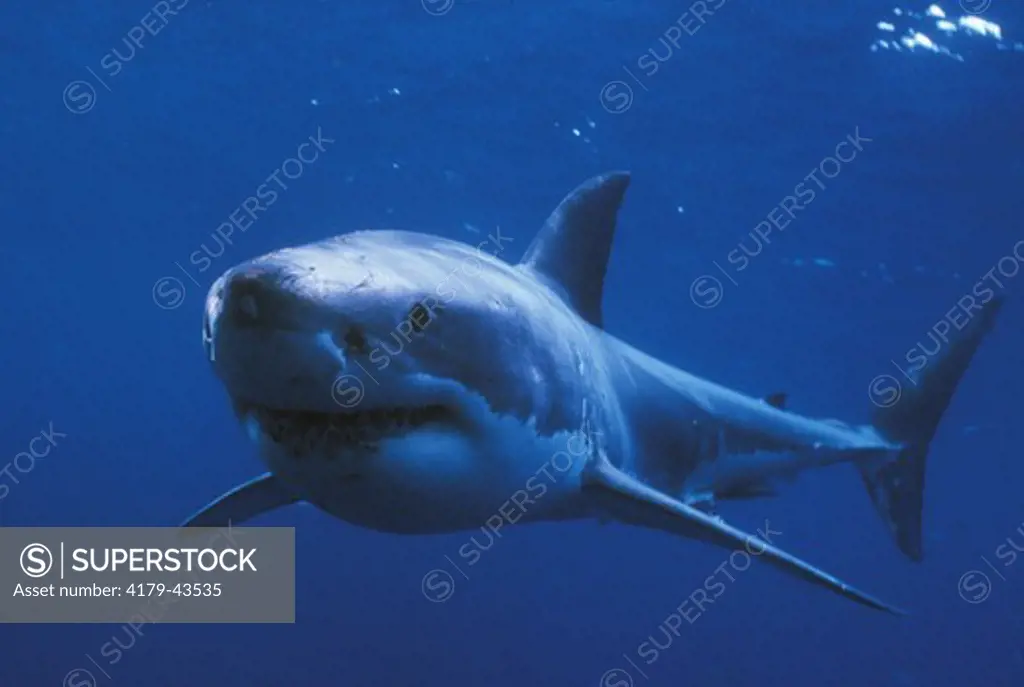 Great White Shark (Carcharodon carcharias), Spencer Gulf, S. Australia