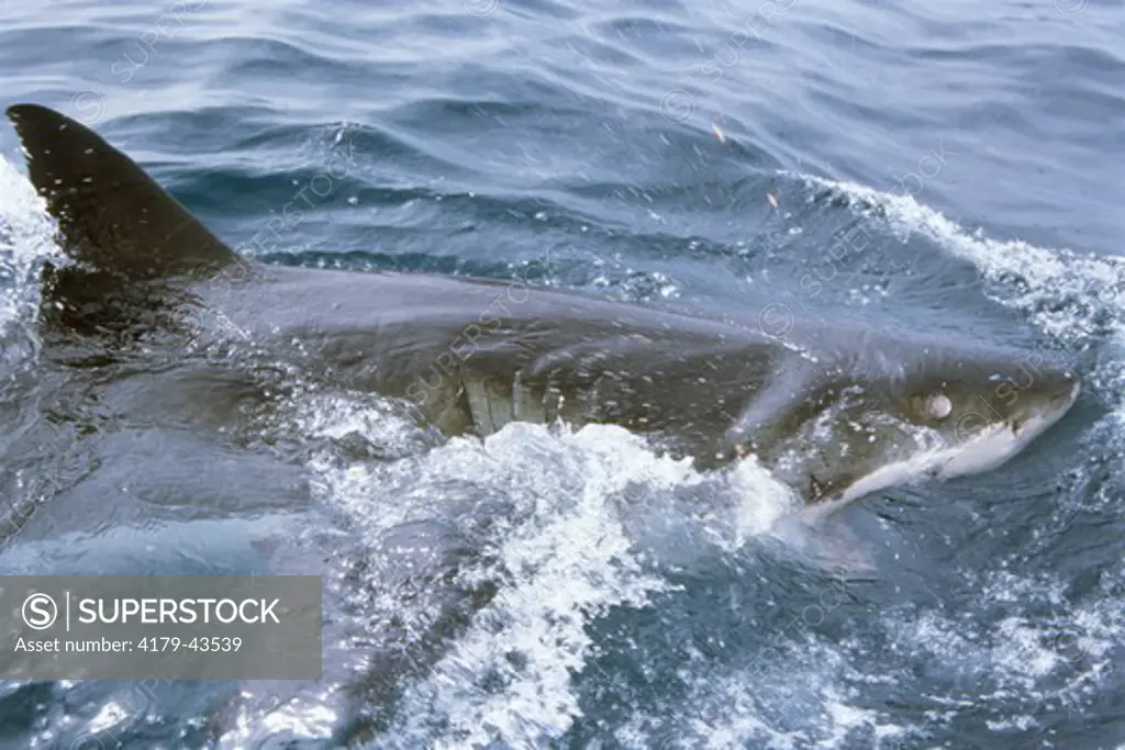 Great White Shark (Carcharodon carcharias) Spencer Gulf - So. Australia