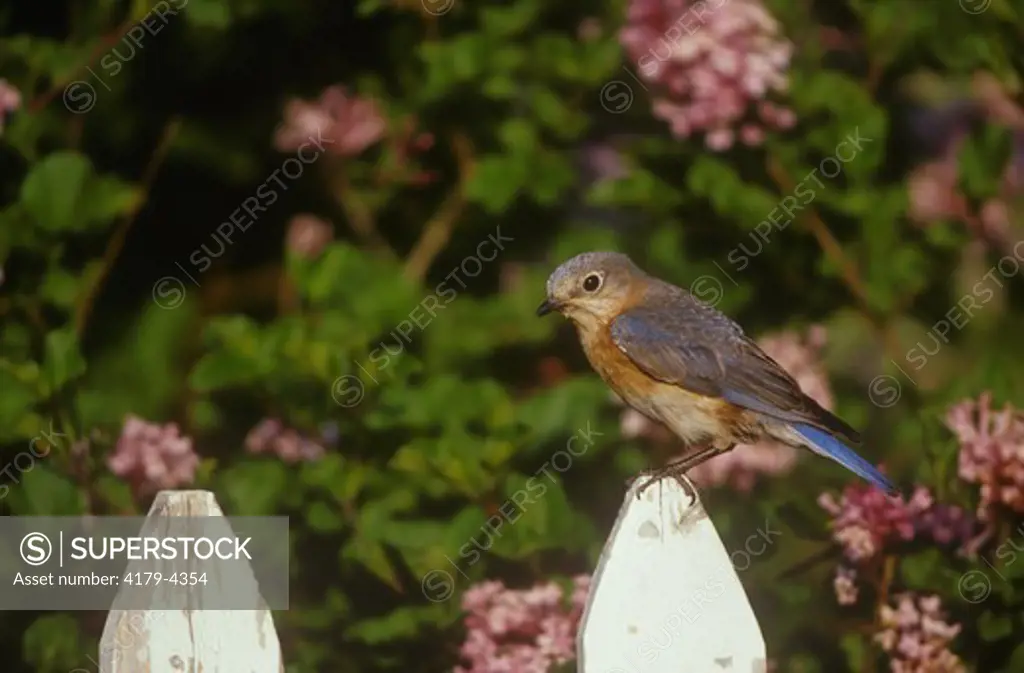 Eastern Bluebird female on Picket Fence (Sialia sialis) Marion Co., Illinois