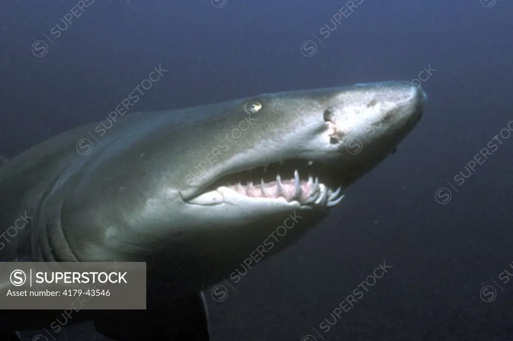 Sand Tiger Shark showing teeth (Carcharias taurus) North Carolina - Atlantic