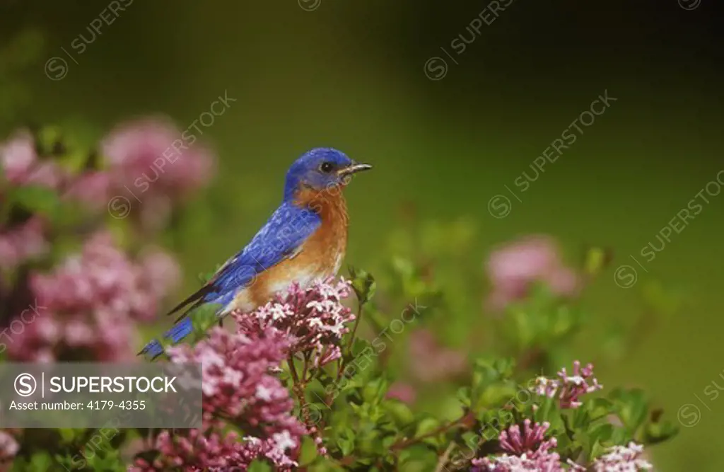 Eastern Bluebird male in Dwarf Korean Lilac (Sialia sialis) Marion Co., Illinois (Syringa meyeri 'Palibin')